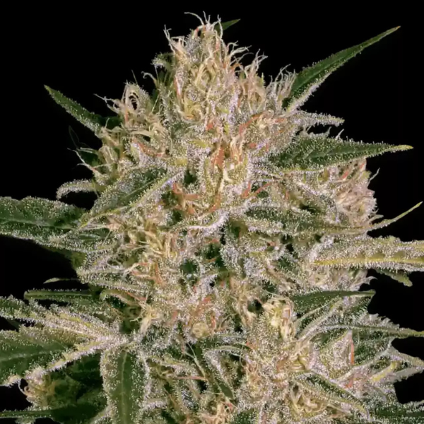 Nebula II CBD Fem (x3) - Paradise Seeds