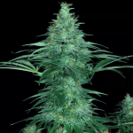sensi star