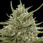 Auto Whiteberry (X3) - Paradise Seeds - Remate del huaso