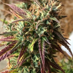 Auto Girl Scout Cookies (x3) Auto Seeds - Remate del Huaso