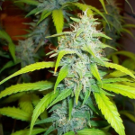 Auto Kush doctor (x3) - Auto Seeds - Remate del huaso - Imagen 4