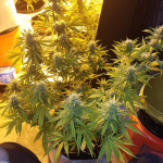 Auto Girl Scout Cookies (x3) Auto Seeds - Remate del Huaso - Imagen 2