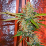 Auto Kush doctor (x3) - Auto Seeds - Remate del huaso - Imagen 3