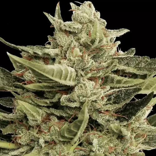 2x1 auto Vertigo - Paradise Seeds