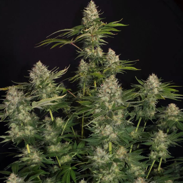 2x1 Opium Fem (X3) - Paradise Seeds