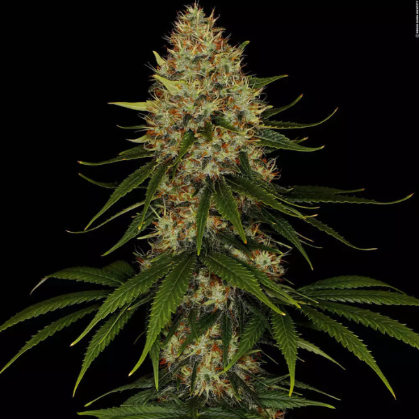 2x1 Space Cookies Fem - Paradise Seeds