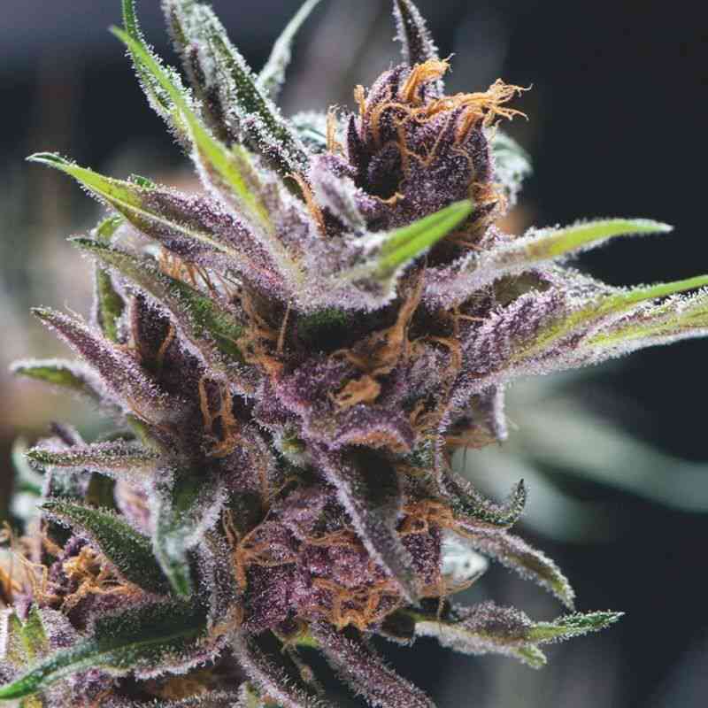 Black Cherry Punch (x3 + 1) Pyramid Seeds