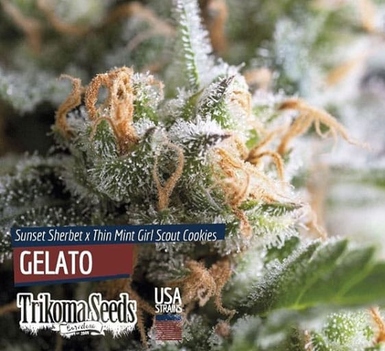 Gelato (X5) +1 Trikoma Seeds