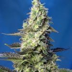 Green Poison XL AUTO de Sweet Seeds (x100)