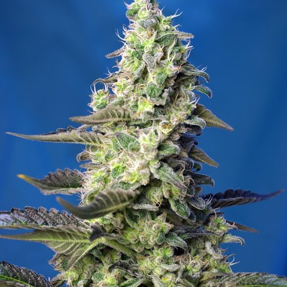 Green Poison XL AUTO de Sweet Seeds (x100)