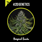 OG Kush 420
