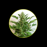 Tangerine 420