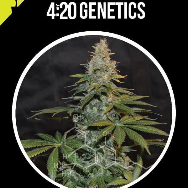 AK 420 auto