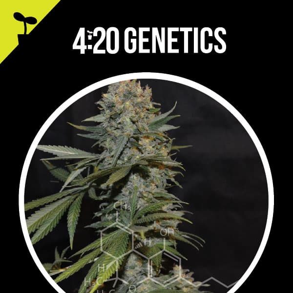 Northern Lights Auto 420