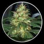 Tangerine Auto 4:20 (X3)