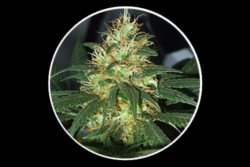 Tangerine Auto 4:20 (X3)