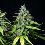 Royal Gorilla auto