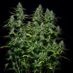 Royal Gorilla auto