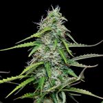 Royal Gorilla auto