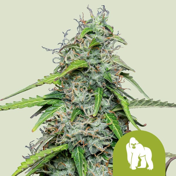 Royal gorilla auto
