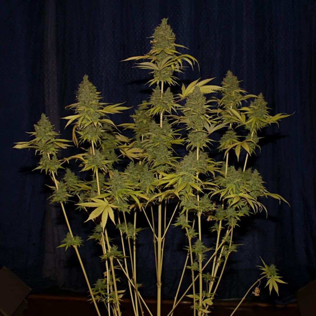 Badazz Og Cheese