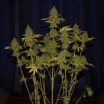 Badazz Og Cheese
