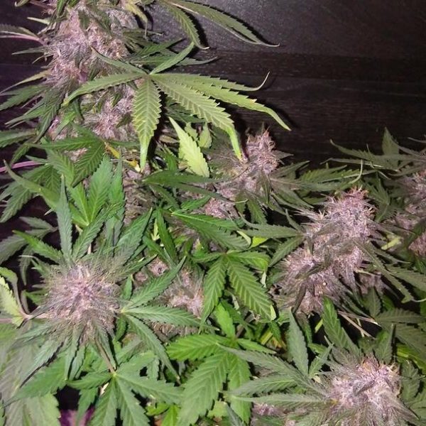 Pink kush cbd auto