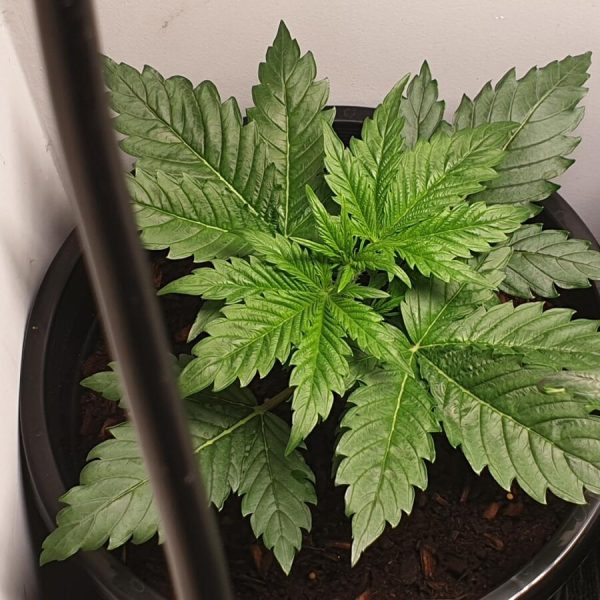 Auto Alaskan Purple (X3) Seedsman