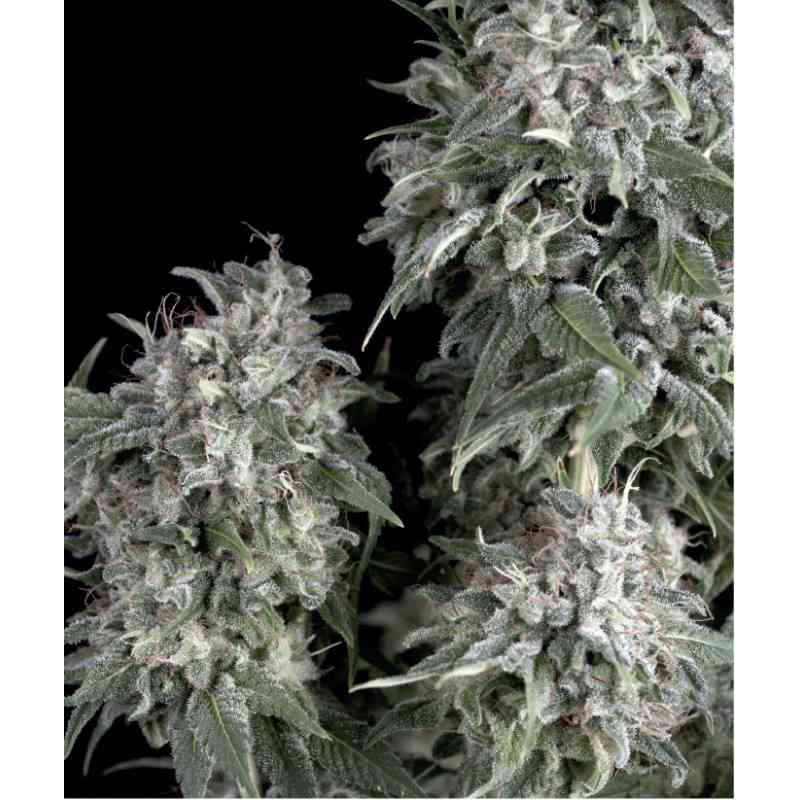 The Palmar Auto (x5) Trikoma Seeds