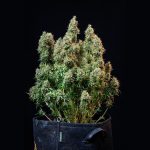 Amnesia haze automatic