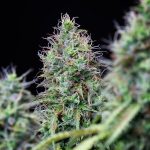 Amnesia haze automatic