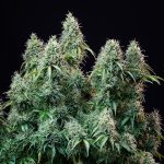 Amnesia haze automatic