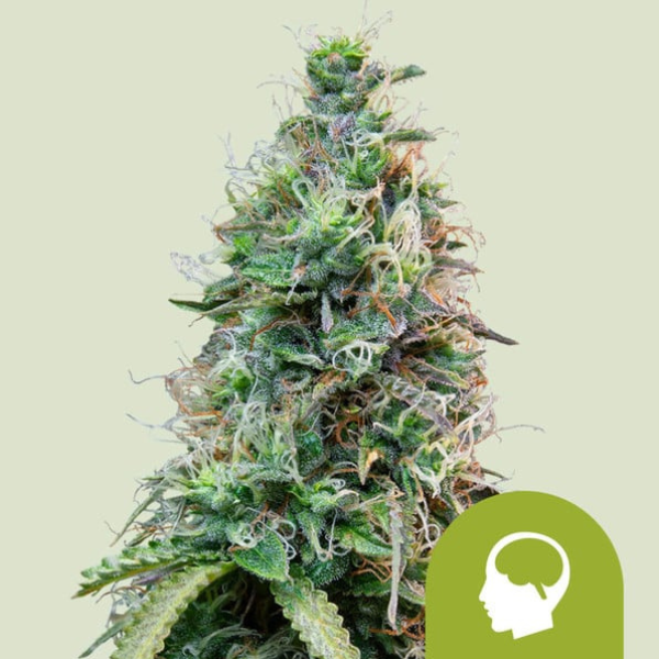 Amnesia haze auto