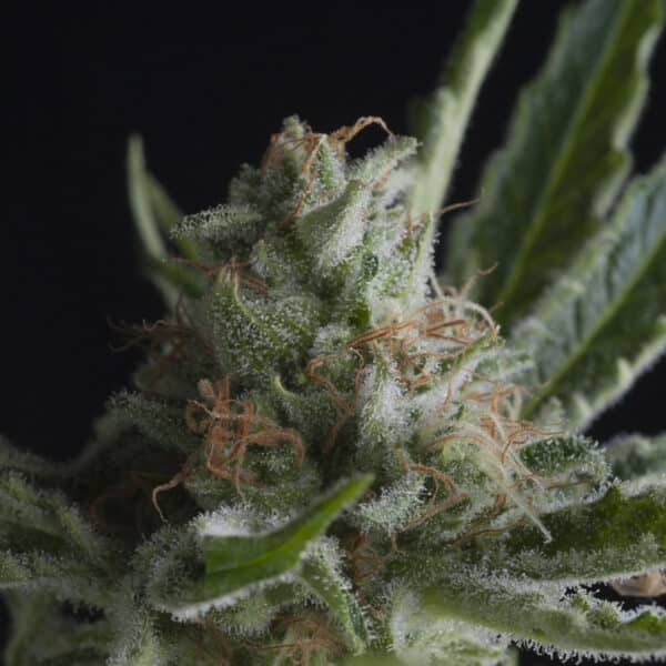 Shark CBD de Pyramid Seeds