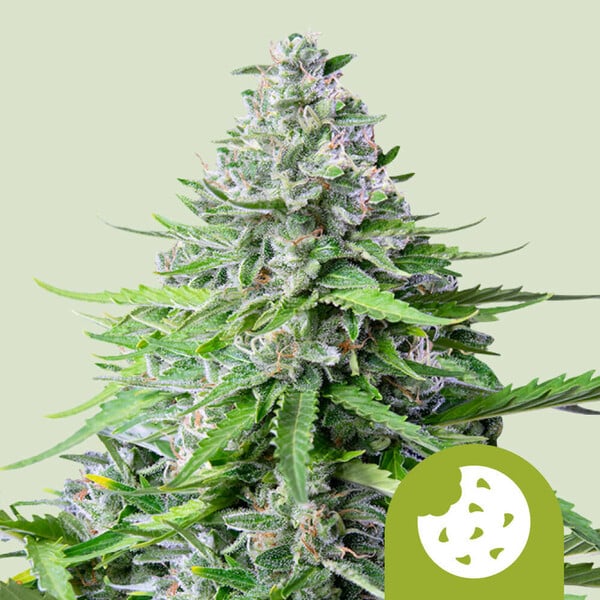 Royal Cookies auto