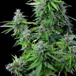 Royal Cookies auto