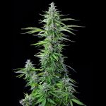 Royal Cookies auto