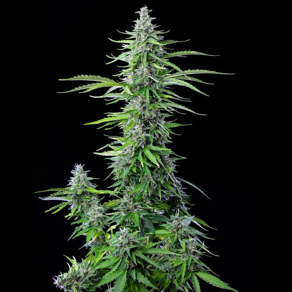 Royal Cookies auto