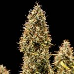 Royal Cookies auto