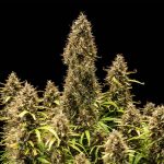 Royal Cookies auto
