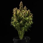 Royal Cookies auto
