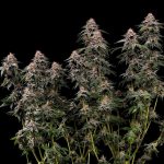 Amnesia haze