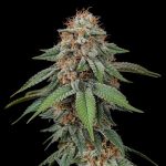 Amnesia haze
