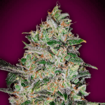Bubble Gum Fast Fem (x3) - 00 Seeds