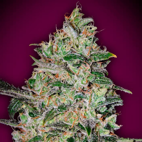Bubble Gum Fast Fem (x3) - 00 Seeds + 1 semilla de regalo