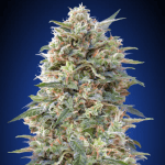 California Kush Fem (x3) - 00 Seeds