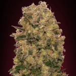 Chocolate Kush Fem (x3) - 00 Seeds
