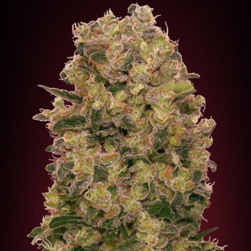 Chocolate Kush Fem (x3) - 00 Seeds + 1 semilla de regalo
