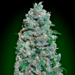 Auto Afghan Mass XXL (x3) 00 Seeds