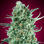Auto Bubble Gum (x3) 00 Seeds